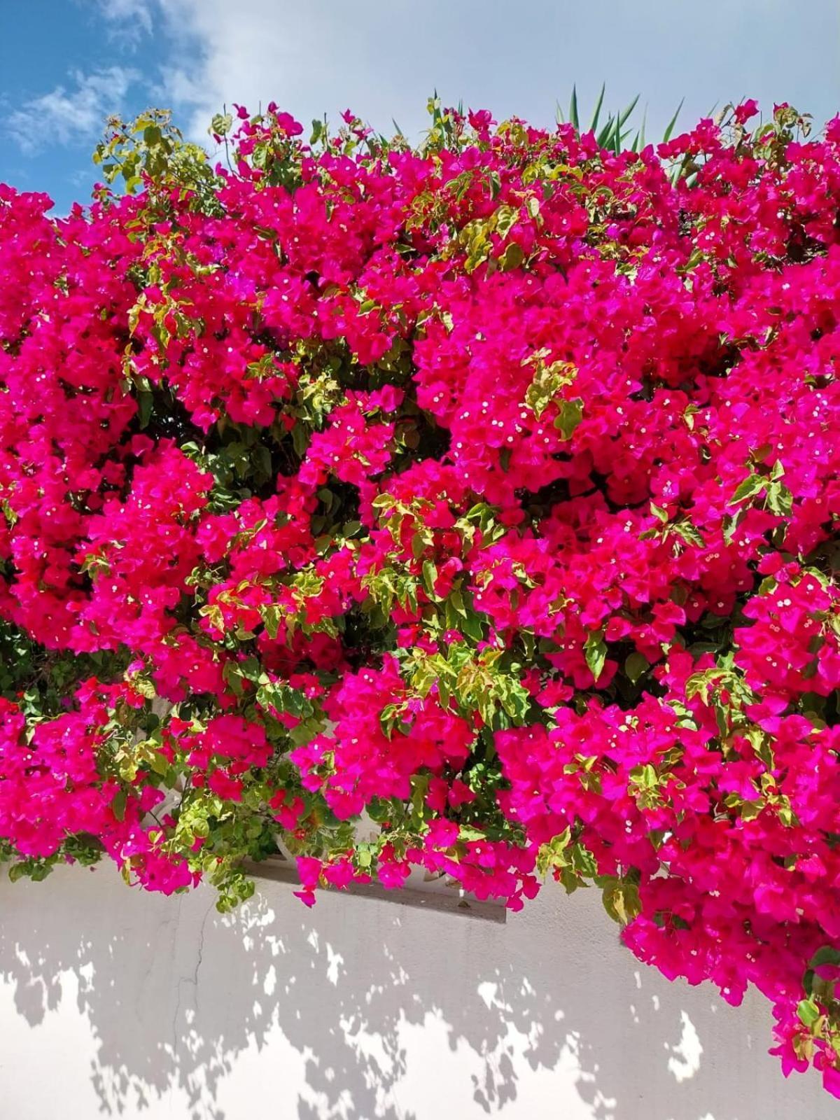 Villa El Salam Campo Mijas Fuengirola Extérieur photo